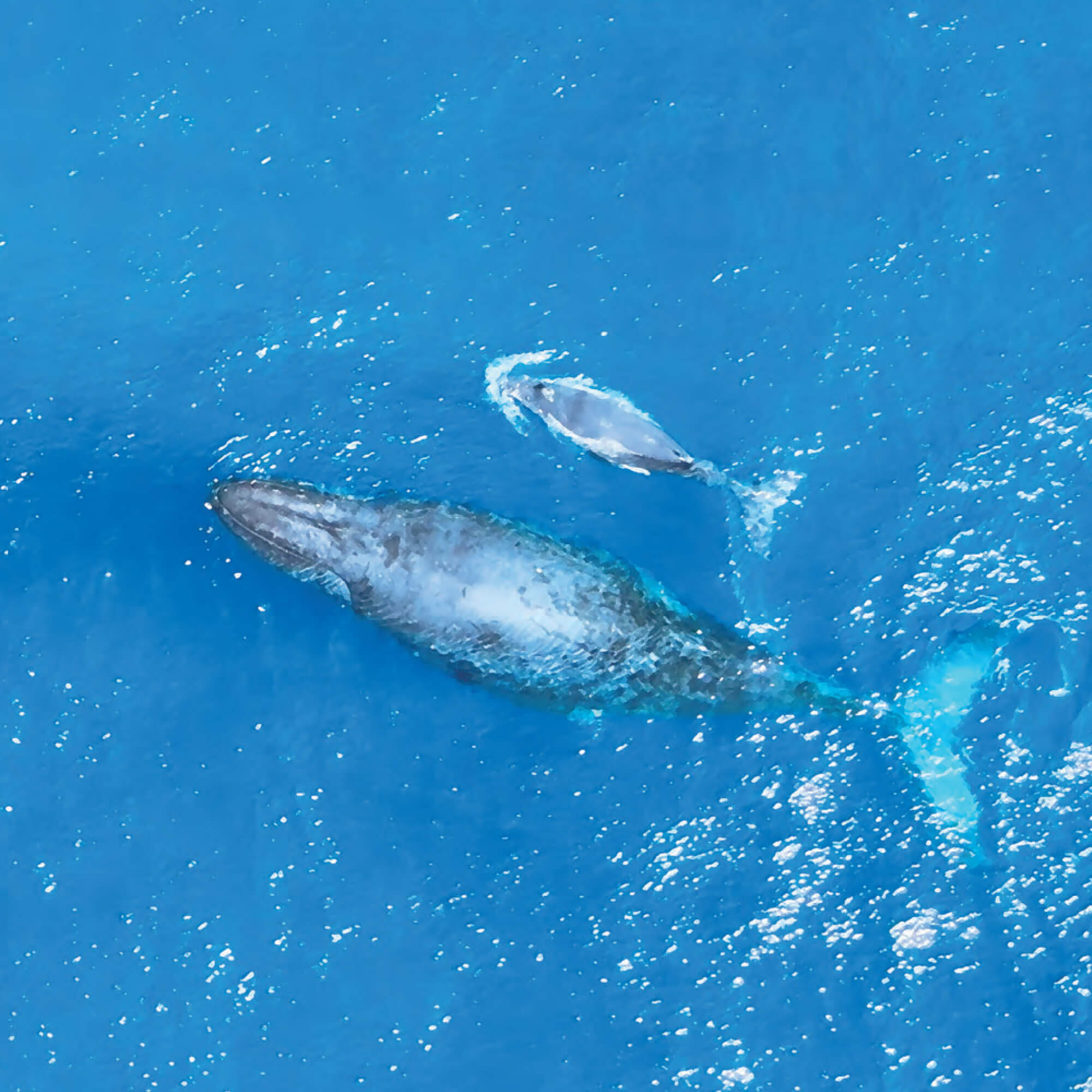 ザトウクジラについて